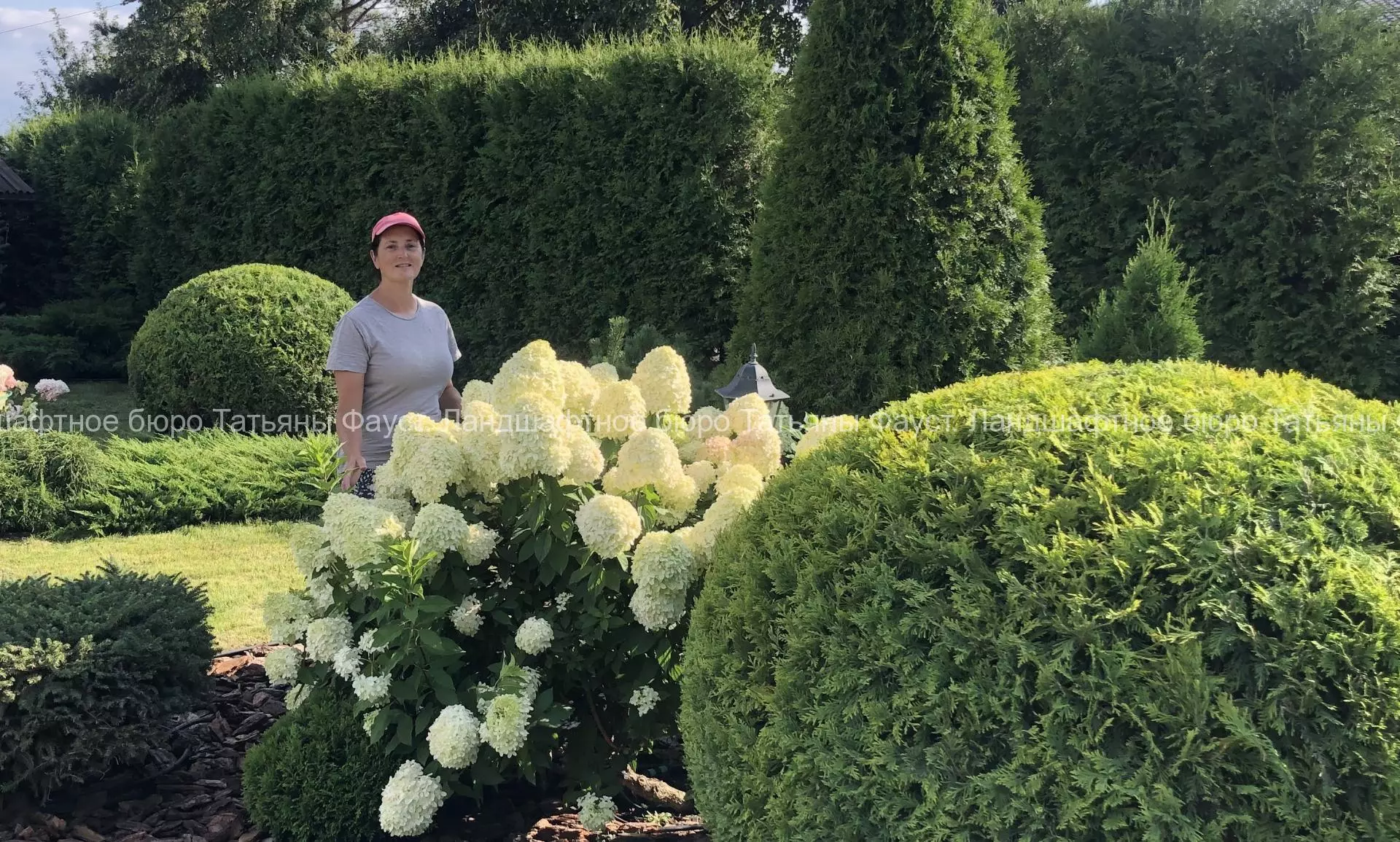 Сад коллекция хвойных